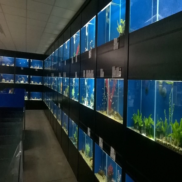 Aquarium Plumbing Display Tanks